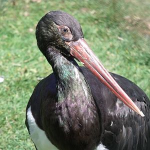 Black Stork