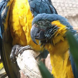 Blue Throated Macaw