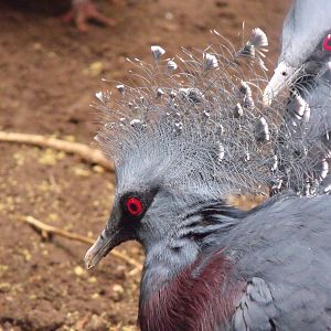 Victoria crowned pigeon
