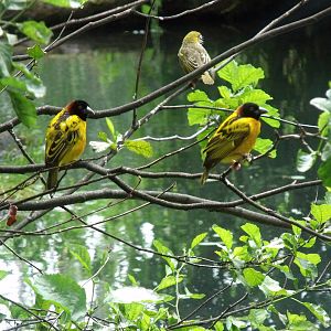Weaver Birds