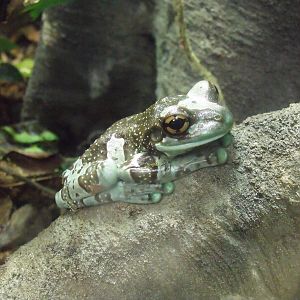 Mission Golden eyed tree frog