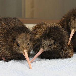 Kiwi Chicks!