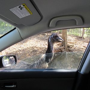 Drive-Through Safari - Emu