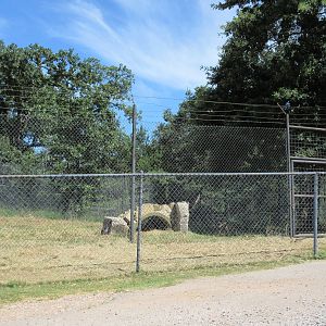 Drive-Through Safari - Striped Hyena Exhibit