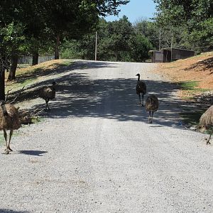 Drive-Through Safari - Emus