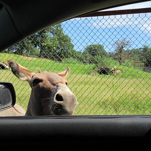 Drive-Through Safari - One of 40 or more donkeys