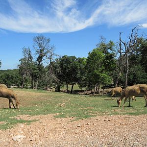Drive-Through Safari - Pere David's Deer
