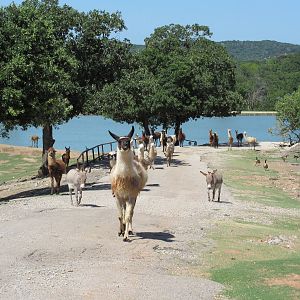 Drive-Through Safari - Llamas, Alpacas + Donkeys
