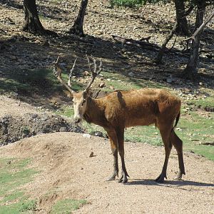 Drive-Through Safari - Pere David's Deer