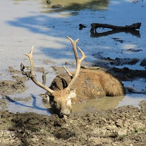 Drive-Through Safari - Pere David's Deer