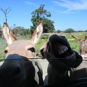 Drive-Through Safari - Hungry Donkeys