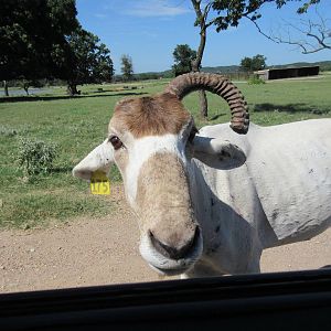 Drive-Through Safari - Skinny Addax