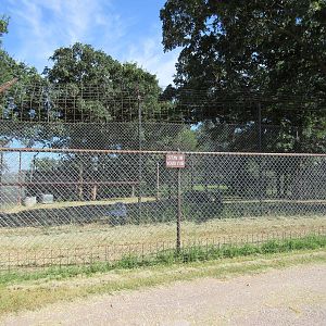 Drive-Through Safari - White Tiger Exhibit