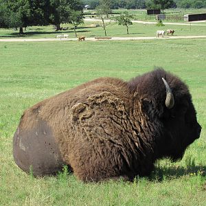 Drive-Through Safari - American Bison