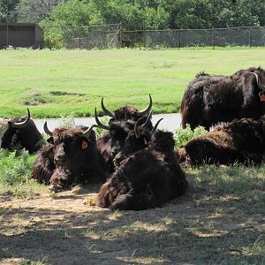 Drive-Through Safari - Yaks + Texas Longhorn
