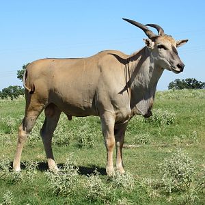 Drive-Through Safari - Common Eland