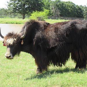 Drive-Through Safari - Yak