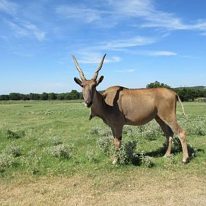 Drive-Through Safari - Common Eland