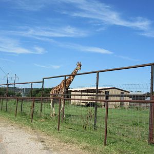 Drive-Through Safari - Giraffe Exhibit