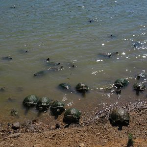 Drive-Through Safari - Swarming Hungry Turtles