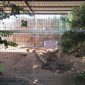 Spotted Hyena Exhibit