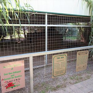 African Lion Exhibit