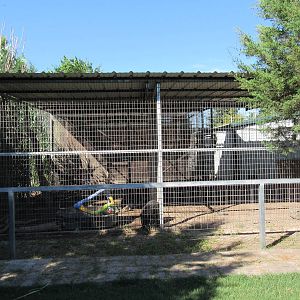 American Black Bear Exhibit