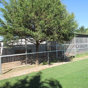 American Black Bear Exhibit + Chimpanzee Exhibits