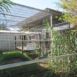 Chimpanzee Exhibit