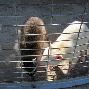 Raccoons (including an albino specimen)