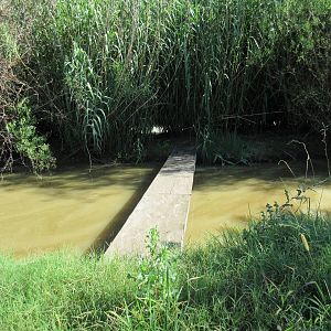 Spectacled Caiman Exhibit