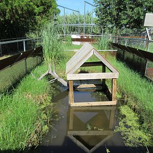 American Alligator Exhibit