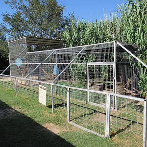 North American Porcupine Exhibit