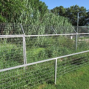 American Alligator Exhibit