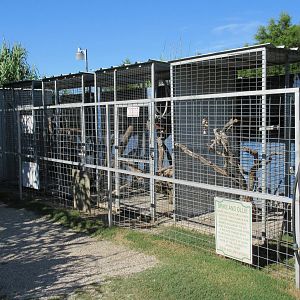 Moluccan Cockatoo Exhibits