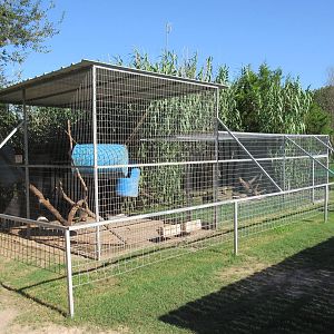 Raccoon + North American Porcupine Exhibits