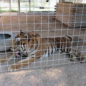 Tiger Exhibit