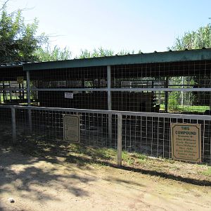 Tiger Exhibit
