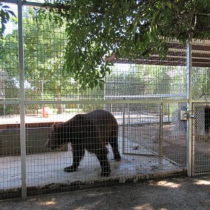 Brown Bear Exhibit