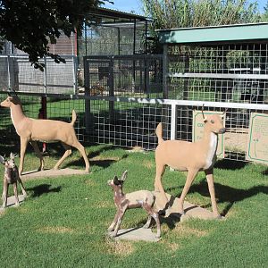 Deer Statues