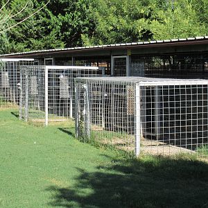 Tiger Exhibits (holding cages)