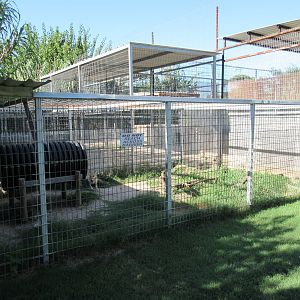 Coyote Exhibit (a very blonde specimen)