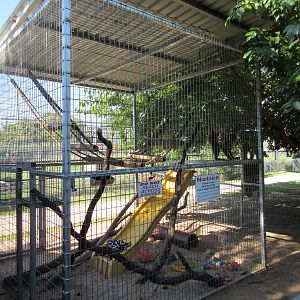 Spider Monkey Exhibit