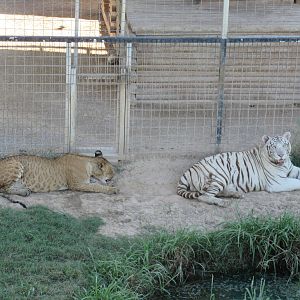 African Lion + White Tiger