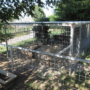 Striped Skunk Exhibit