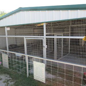 Spotted Hyena Exhibit