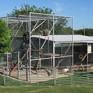 Hamadryas Baboon Exhibit
