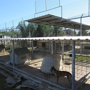 New Guinea Singing Dog Exhibit