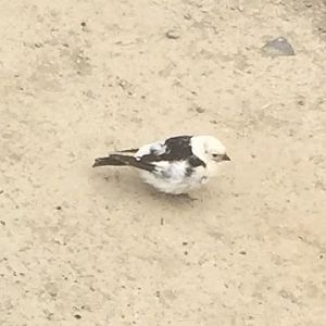 Snow Bunting - Alaska