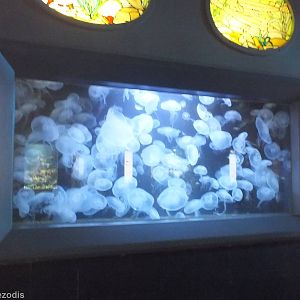 Rather Full tank of Moon Jellies